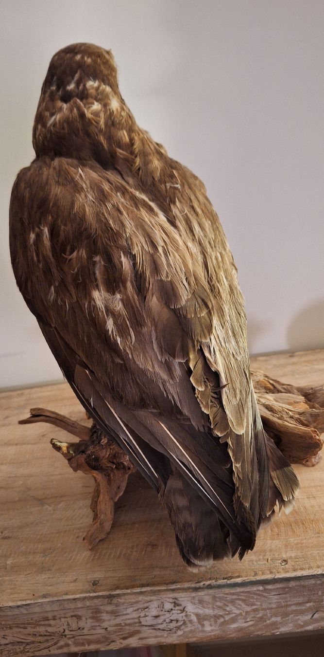 Monde des animaux: Mäusebussard Präparat – D'occasion à Uzwil par Arusha21 4