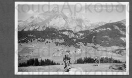 AK sw Wildhaus SG Schafberg,Kälber ©Buchmann,Buchs ≈ 1930