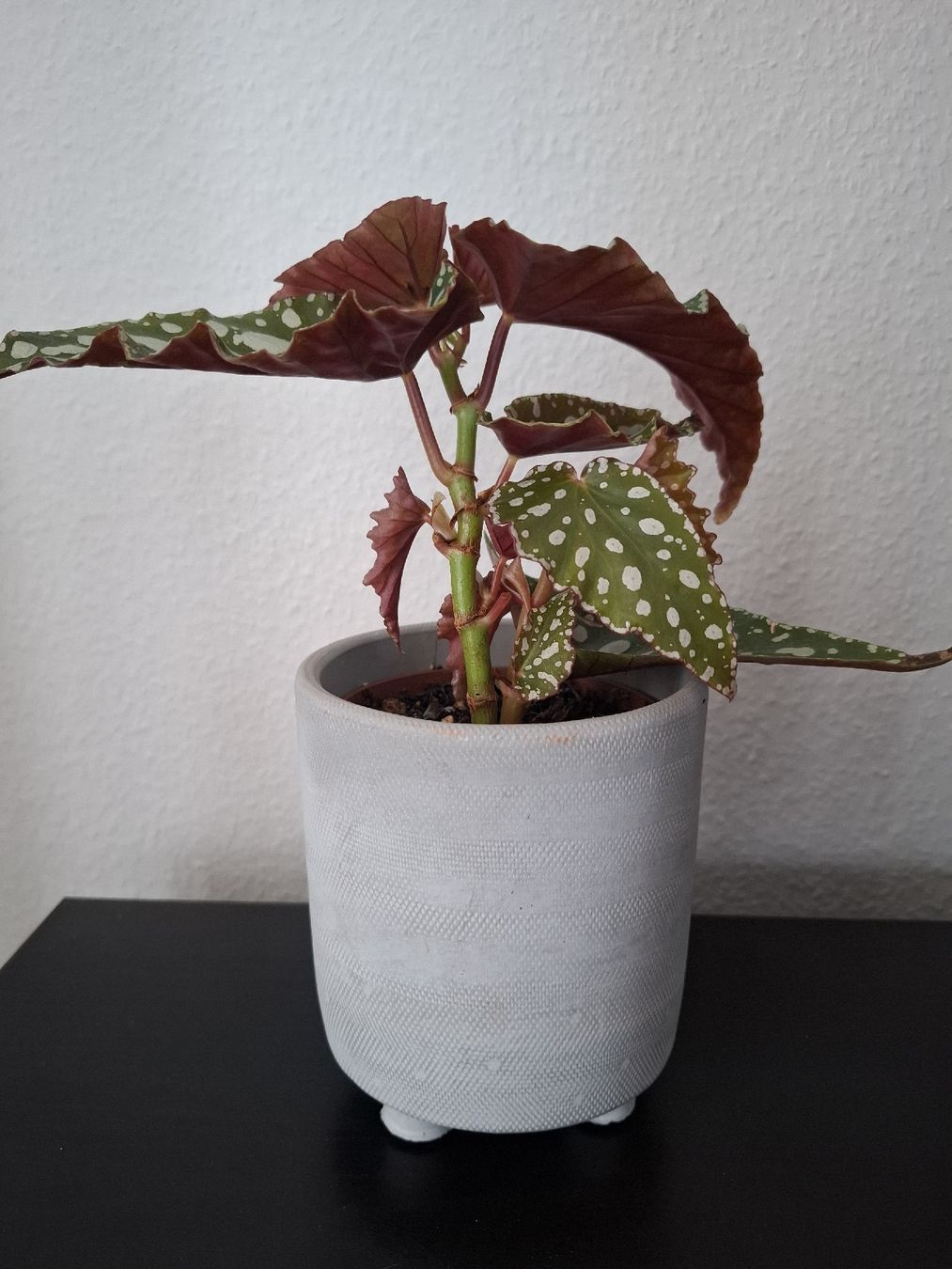 Piante & sementi: Bouture Begonia Maculata et petit cache-pot – Usato da Neuchâtel venduto da FloKo88 2