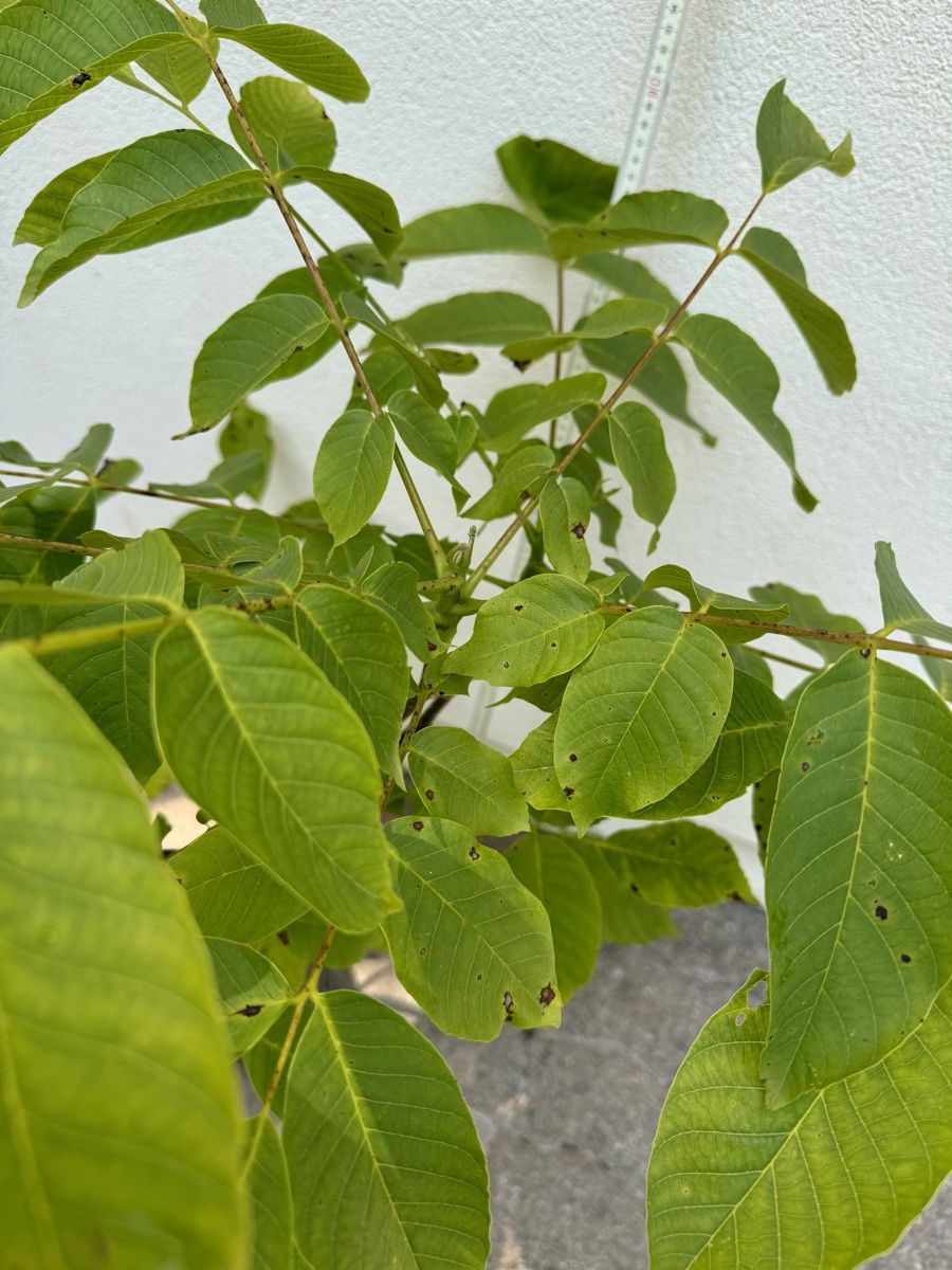 Plantes & graines: Nussbäumchen 4 jaehrig – D'occasion à Basel par sch_9g6x 3