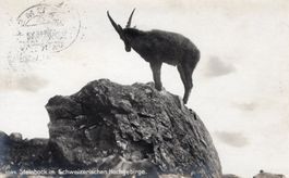 Steinbock im Hochgebirge 1918.