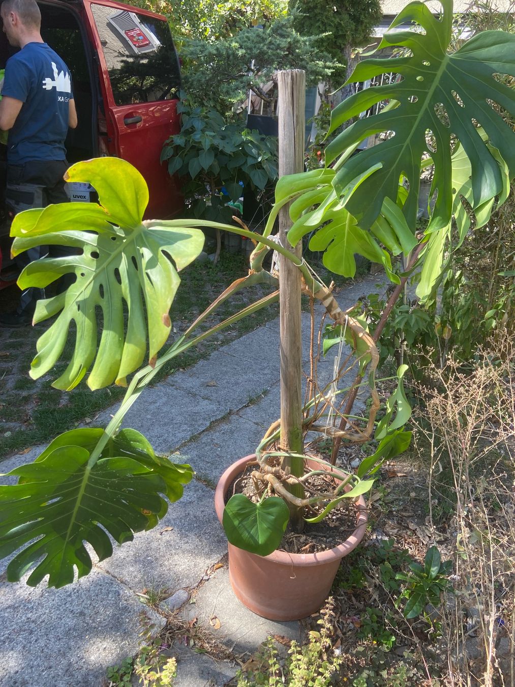 Pflanzen & Samen: monstera zimmerpflanze – Gebraucht aus Meilen von rowland534