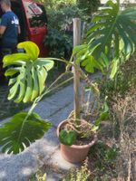 monstera zimmerpflanze