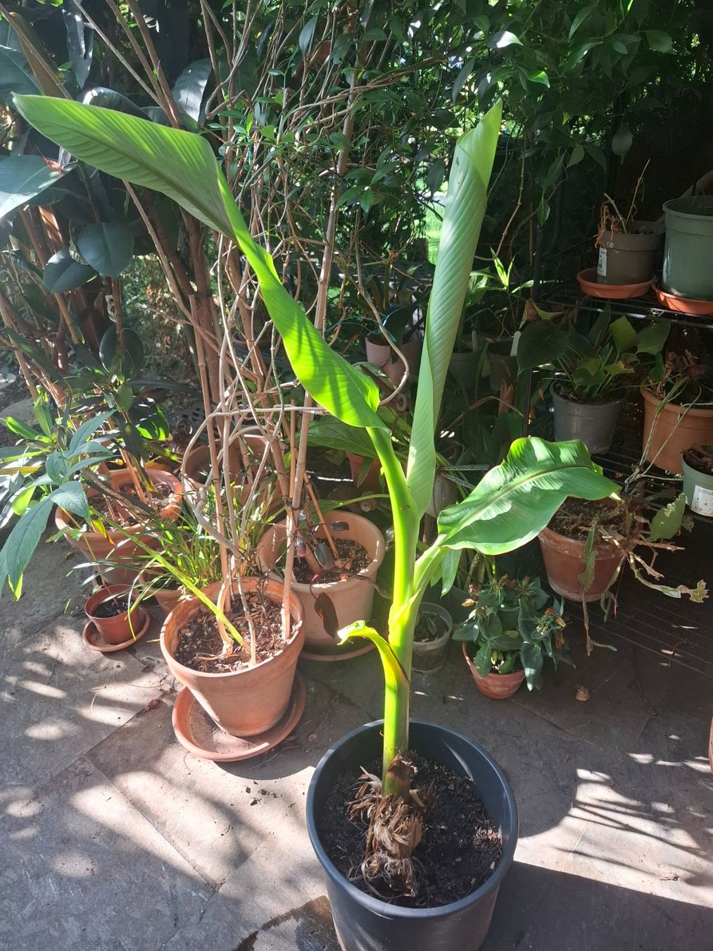 Piante & sementi: Winterharte Banane Musa basjoo – Usato da Zürich venduto da esap 1