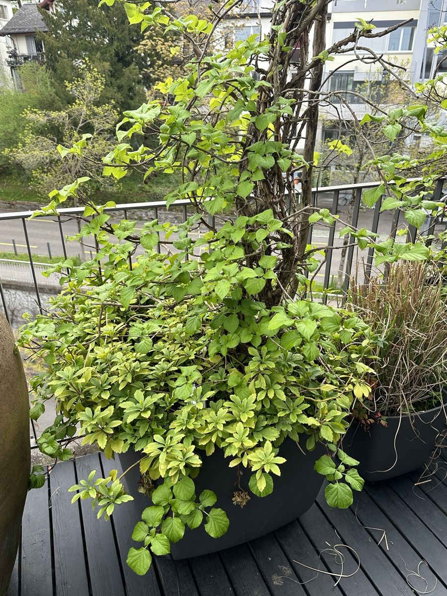 Eternit Blumentöpfe: Terrasse Garten Topf 2 stück – Gebraucht aus Zürich von  2