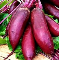50 SAMEN SELTENE LANGE RÜBEN "BETA VULGARIS CICLA"