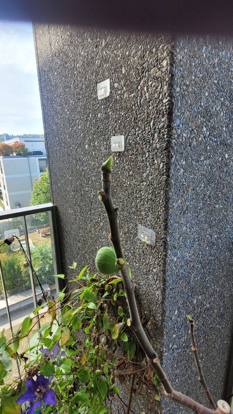 Plantes & graines: Feigenbaum im Kunststofftopf – D'occasion à Zürich par Pepperminta04 4