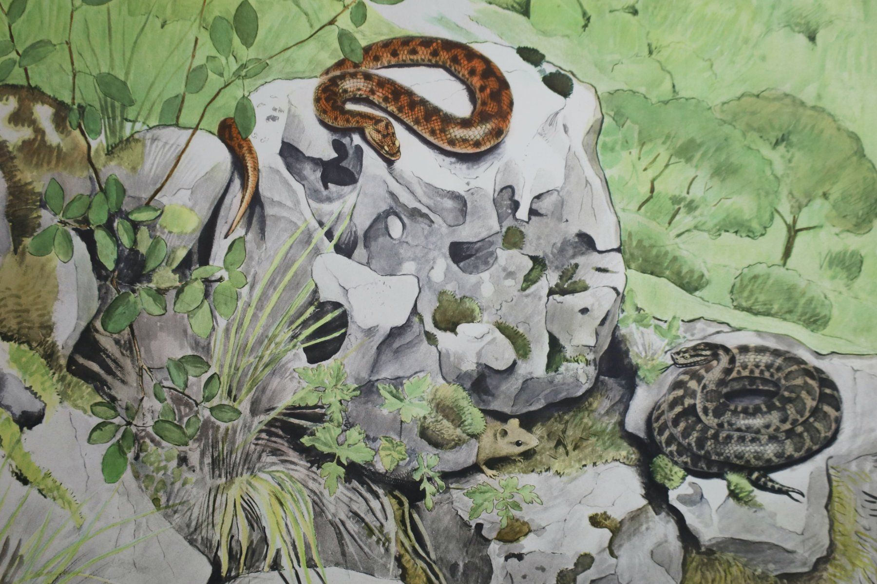Posters & Illustrations: Schulwandbild "Juraviper" Paul-A. Robert – D'occasion à Birrwil par brandschatz_birrwil 2