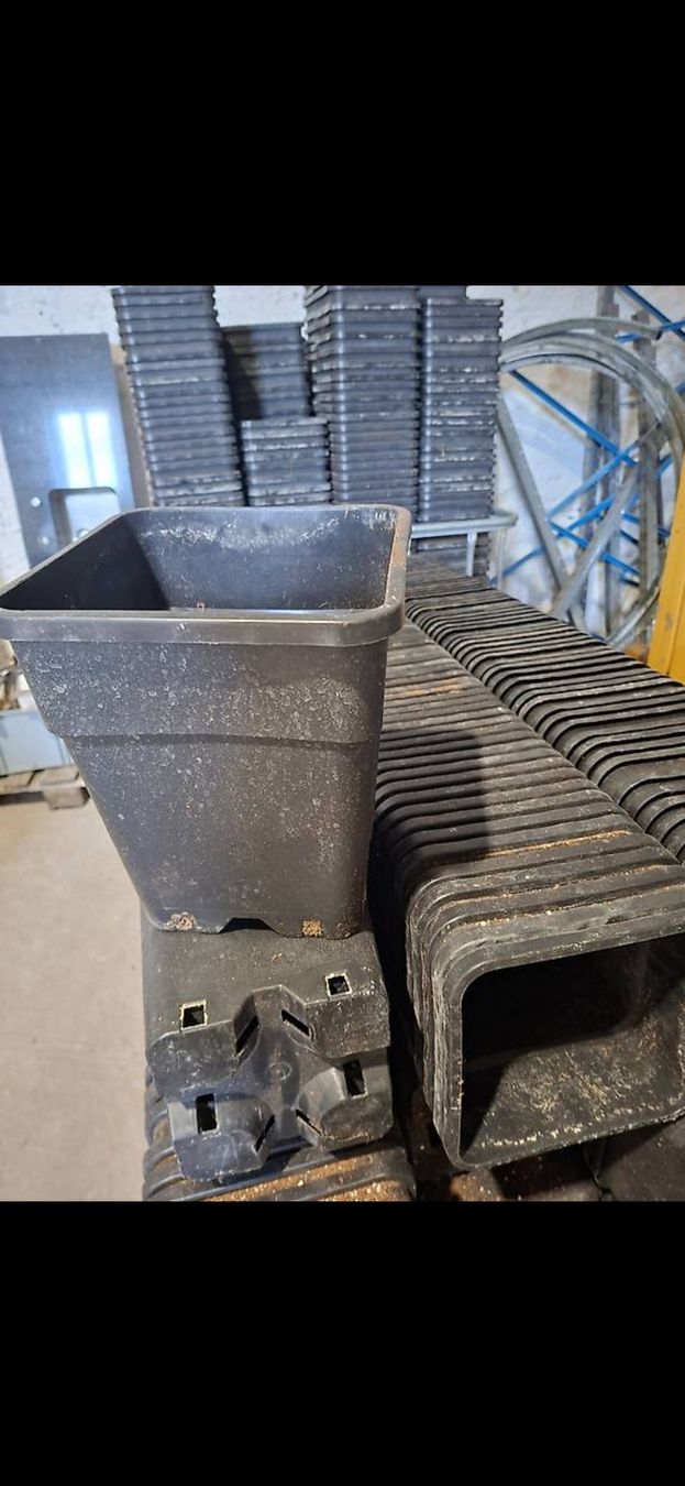 Ancore: Pflanztopf Hanf Canabis – Usato da Weiningen ZH venduto da ped_fbx2 2
