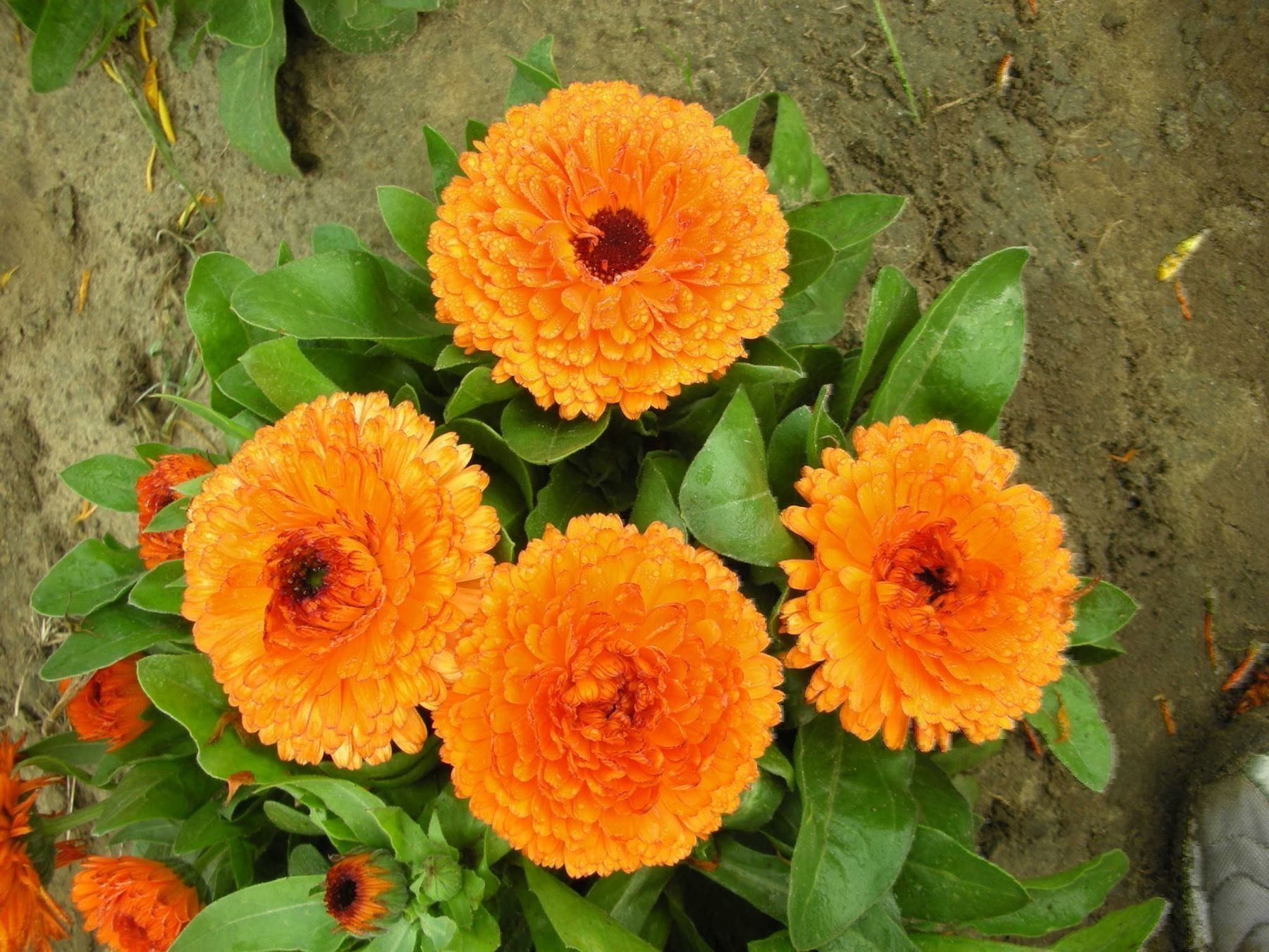 Piante & sementi: 500 Samen Ringelblume ORANGE KING – Nuovo (secondo la descrizione) da Ehrendingen venduto da VerveinaSamen 5
