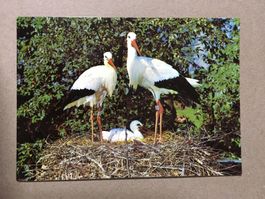 AK Tiere Störche Vogelwarte Sempach