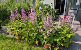 🌱 Muskatellersalbei-Jungpflanzen - Preis pro Pflänzli 🌱