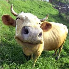 Profile image of goldau_user