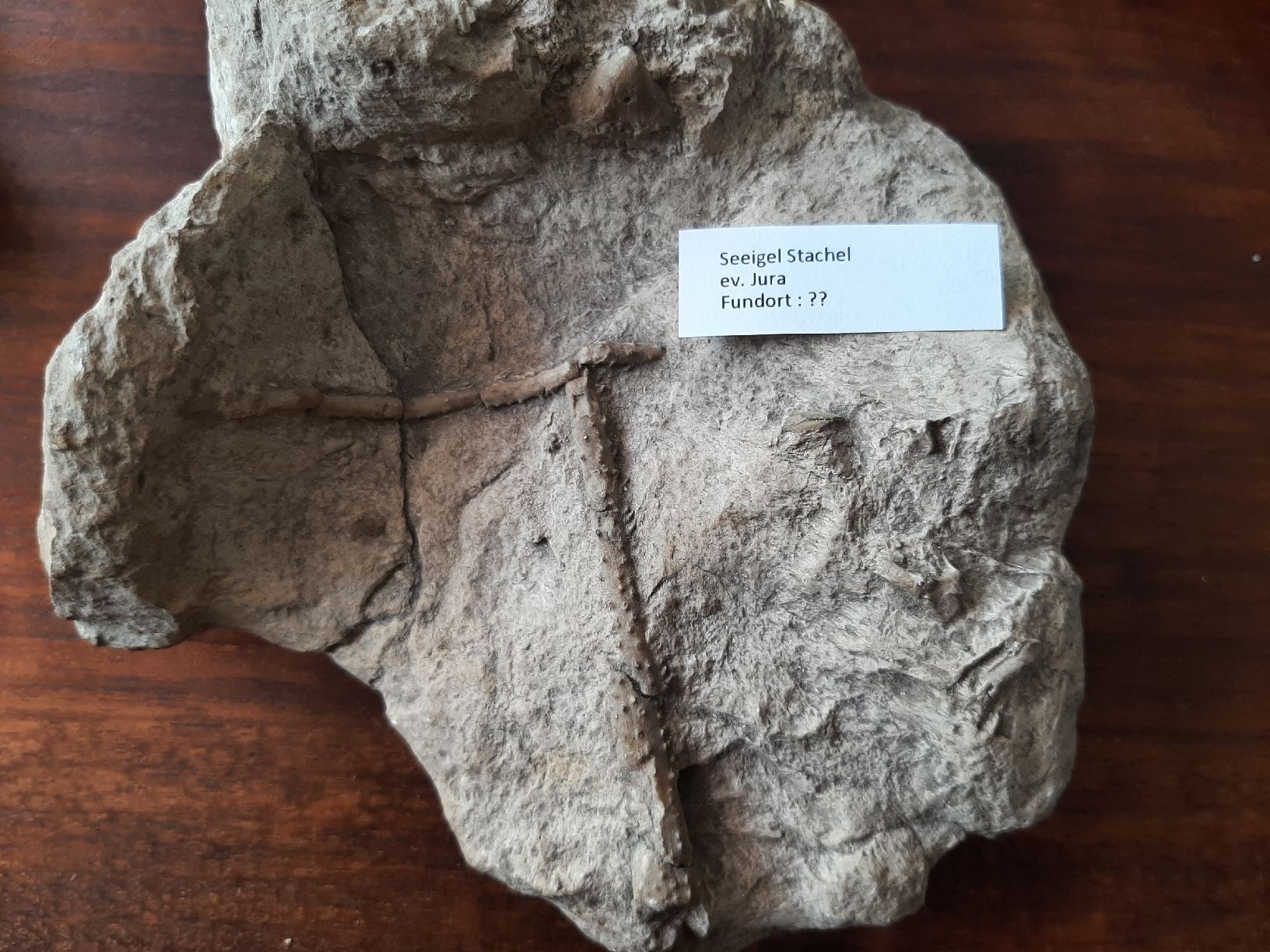 Fossili: Kleine Sammlung fossiler Seeigel  – Usato da Rickenbach BL venduto da Oktober68 7