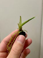Alocasia Macrorrhiza, Rhizom bewurzelt