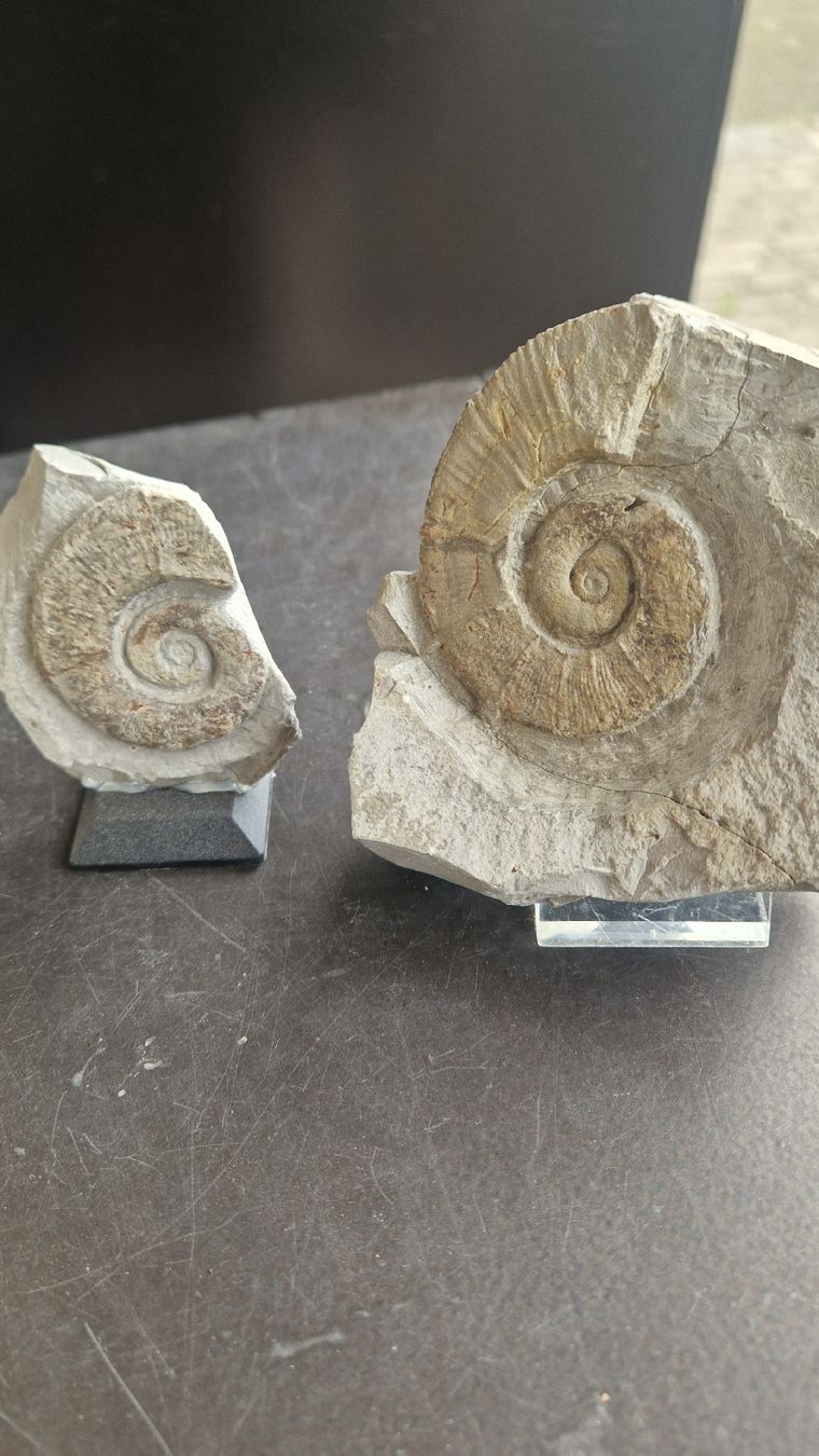 Fossilien: Ammoniten aus Frankreich  – Neu und originalverpackt aus Niederhasli von rehauge01 3