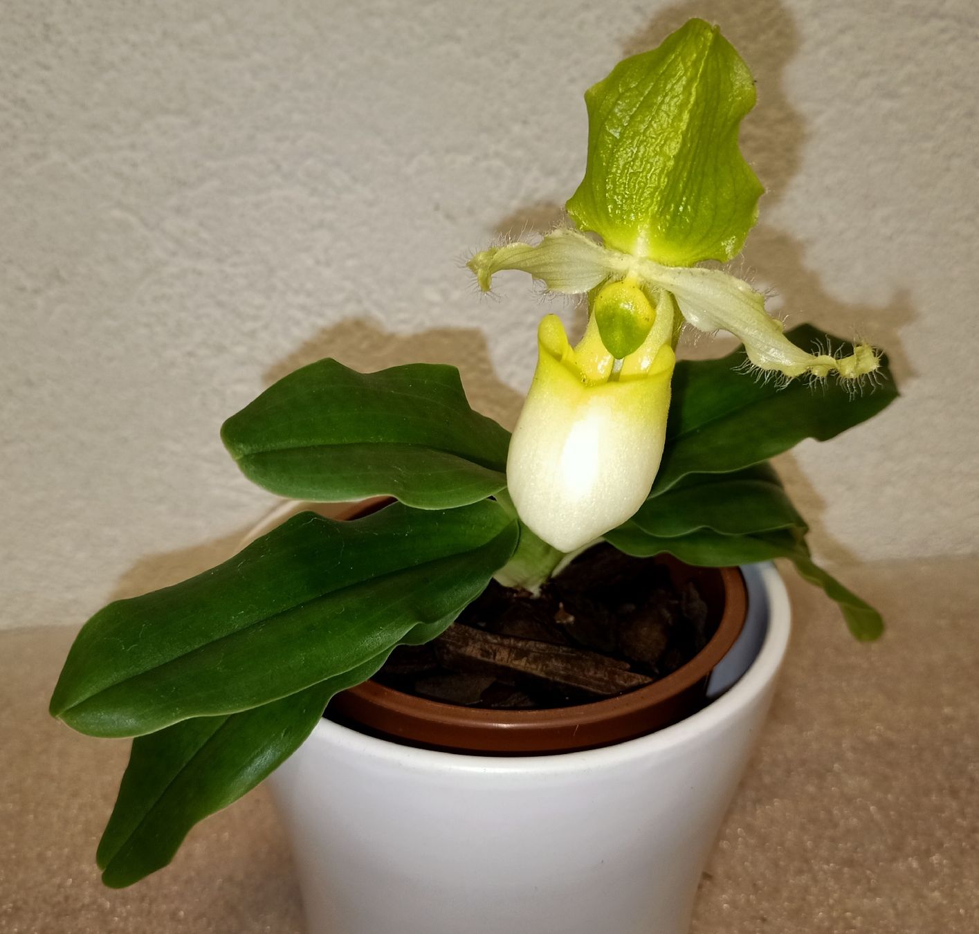 Pflanzen & Samen: Paphiopedilum Pinocchio  – Neu (gemäss Beschreibung) aus schöftland von UniquePlants