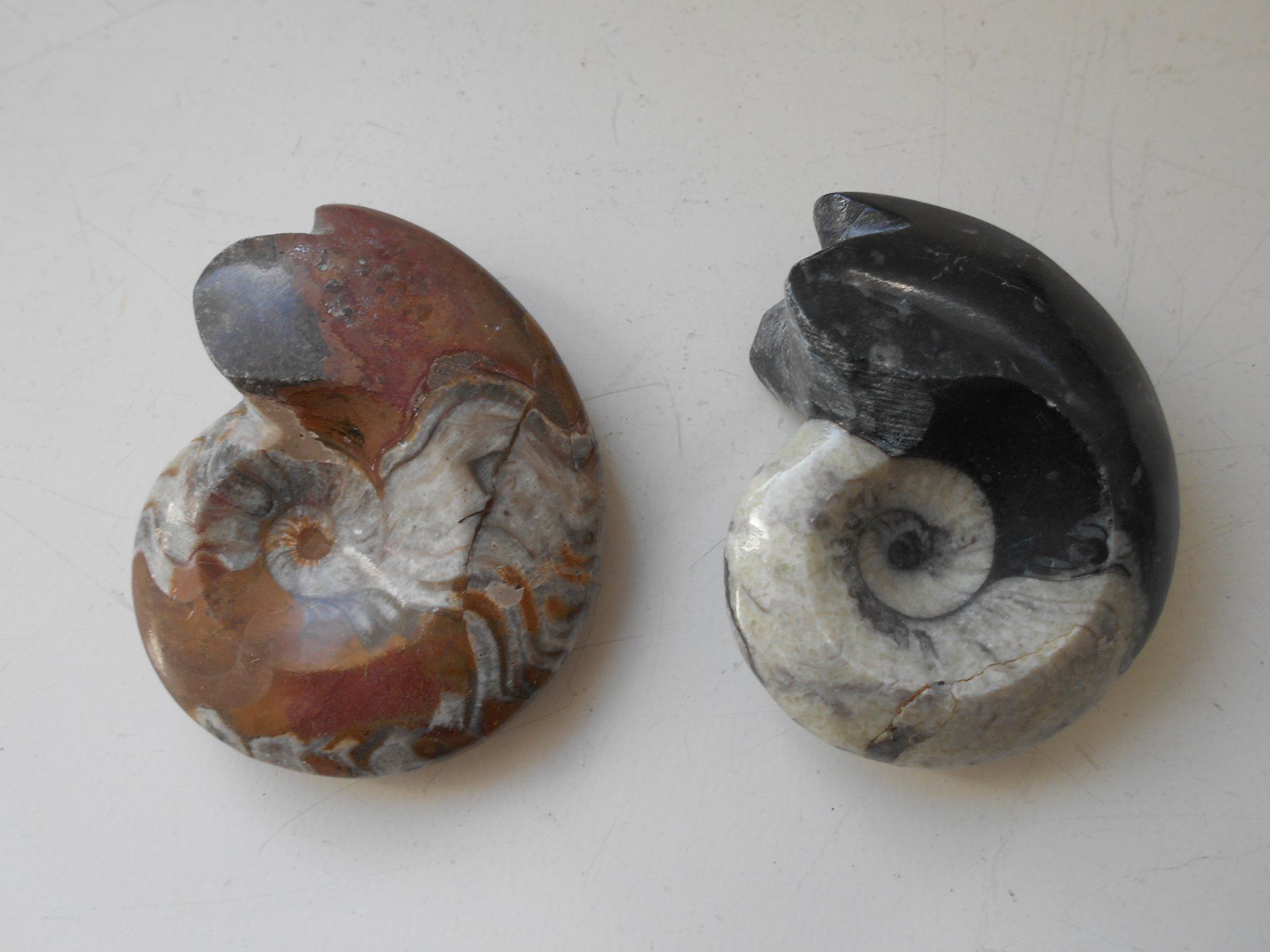 Fossili: Amoniten 2 Ex poliert, Madagaskar – Nuovo (secondo la descrizione) da Zürich venduto da swisscristal01 1