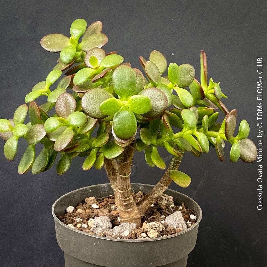 Piante & sementi: CRASSULA OVATA MINIMA - Kompakter Geldbaum – Nuovo e nell'imballaggio originale da Adliswil venduto da TAKEYOURPLANT 7