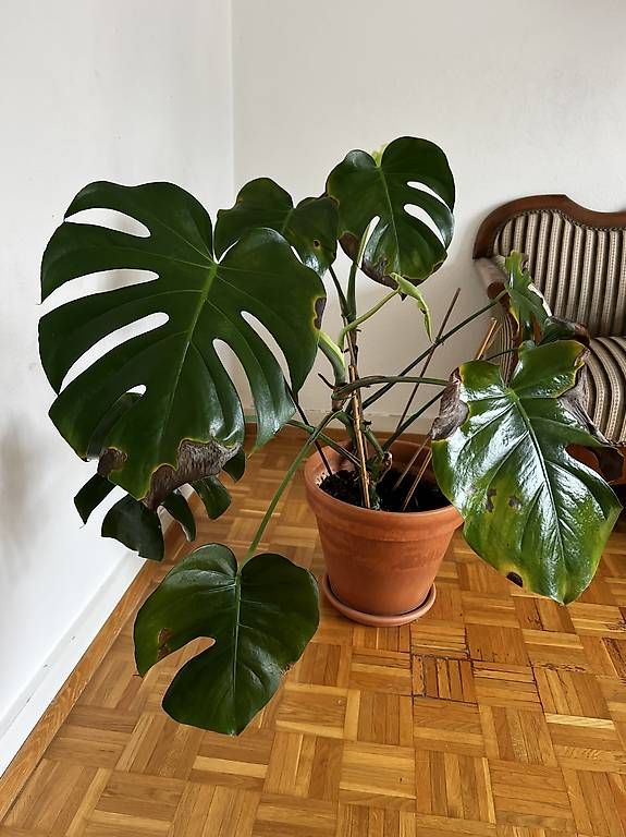 Pflanzen & Samen: Grosse Monstera – Gebraucht aus Basel von sar_2frb