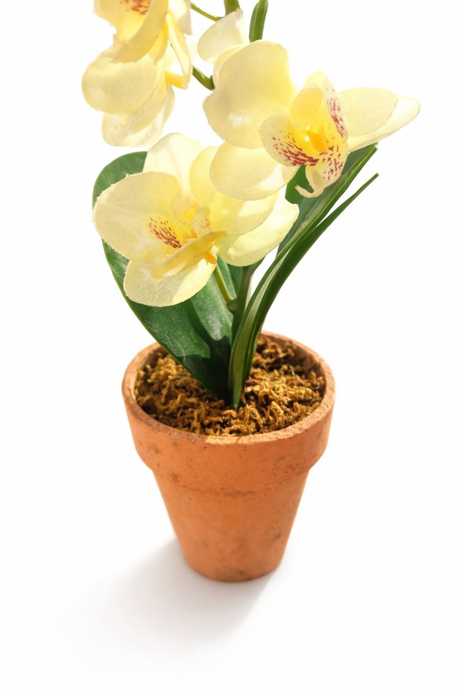 Pflanzen & Samen: Deko Orchidee im Topf – Neu (gemäss Beschreibung) aus Fully von VaneaSelection 4