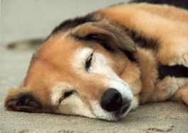 Postkarte mit Hund für Tierfreunde