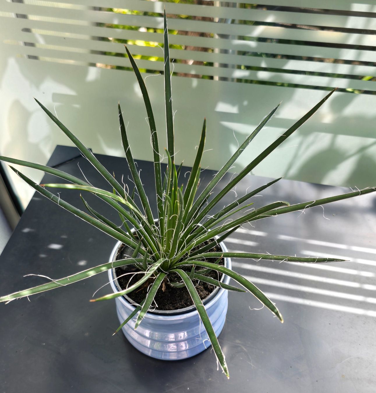 Piante & sementi: Agave multifilifera – Nuovo (secondo la descrizione) da Aarburg venduto da Glitzerschein 3