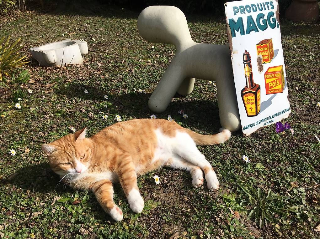 Maggi Insegne: Emailschild /plaque émaillée MAGGI – Usato da Coppet venduto da squ_wy2d 4