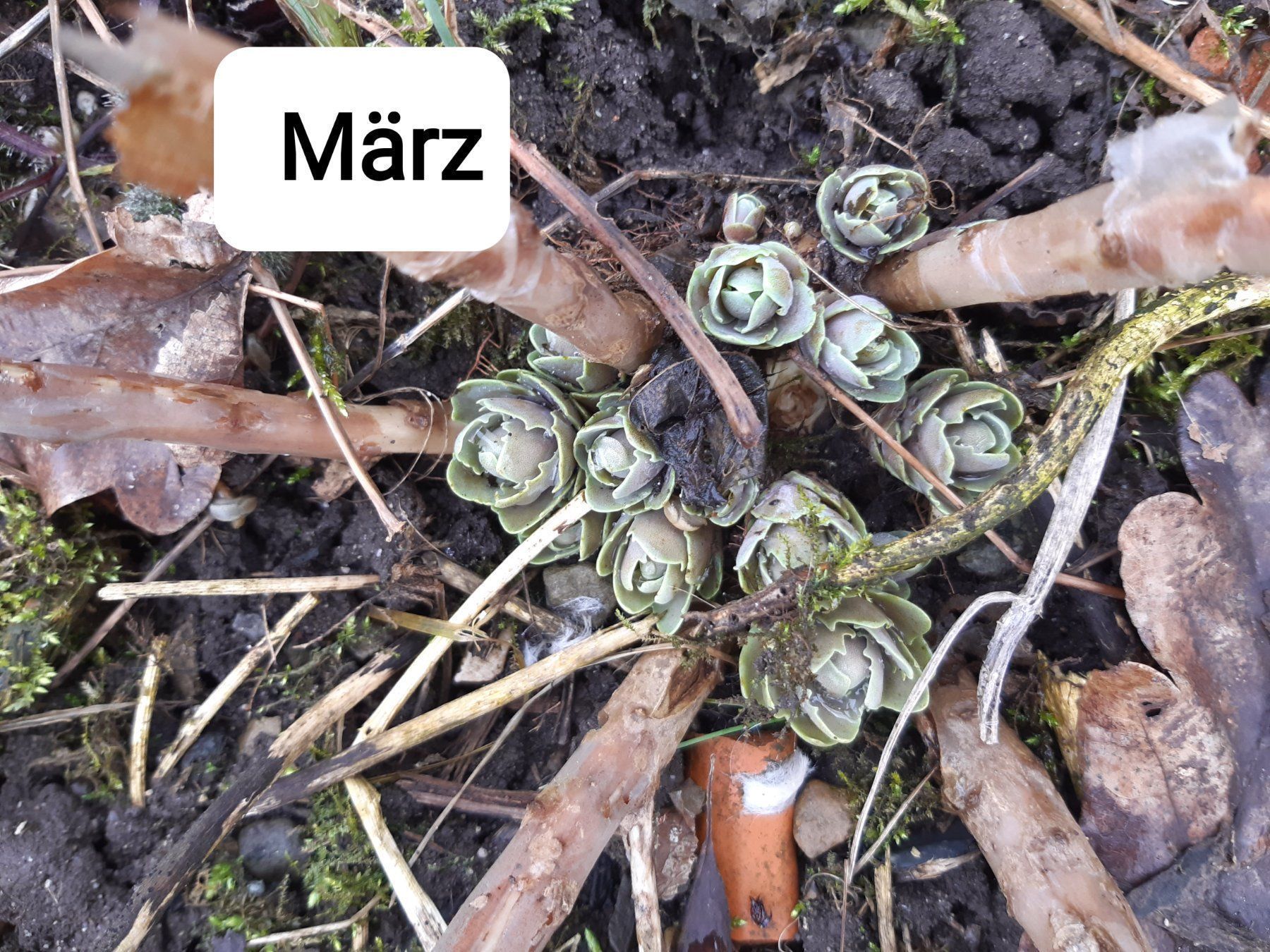 Pflanzen & Samen: 3er set fette henne SEDUM – Gebraucht aus Ibach von chaemilochhobbygarte 2
