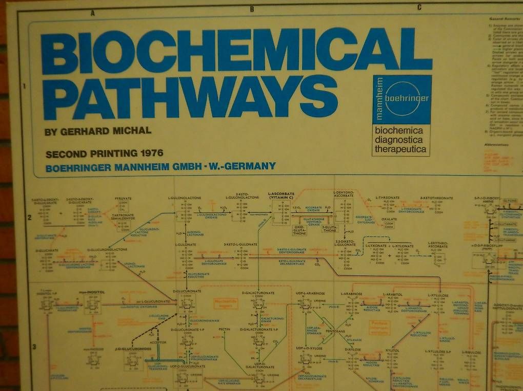 Foto & Immagini: Plakat Bild Biochemical Pathways Biochemie Stoffwechselwege – Usato da Hinterkappelen venduto da atomschnee 1