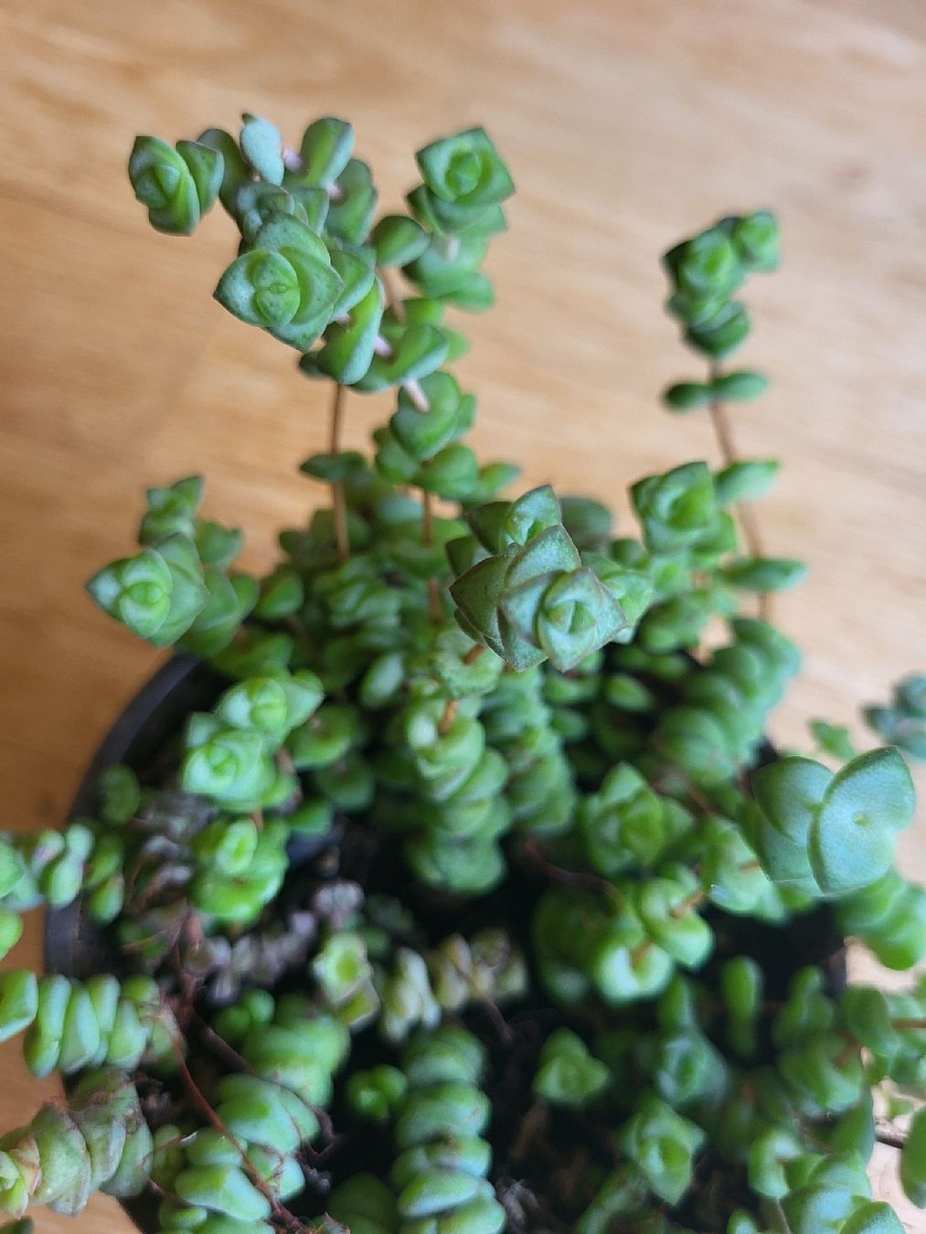 Piante & sementi: crassula rupestris Pflanz Sukkulente – Nuovo (secondo la descrizione) da Zürich venduto da sahaara01 1
