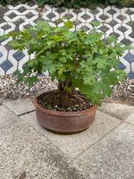 Bonsai Acer Feldahorn auf Metallscheibe verwoben / Tonschale