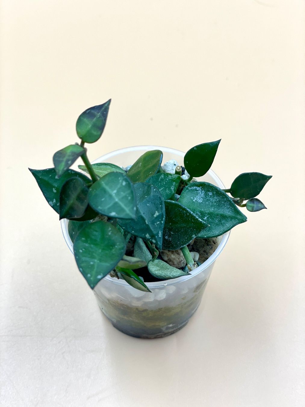 Piante & sementi: Hoya lacunosa 'Splash' – Nuovo (secondo la descrizione) da Zürich venduto da Leafscape