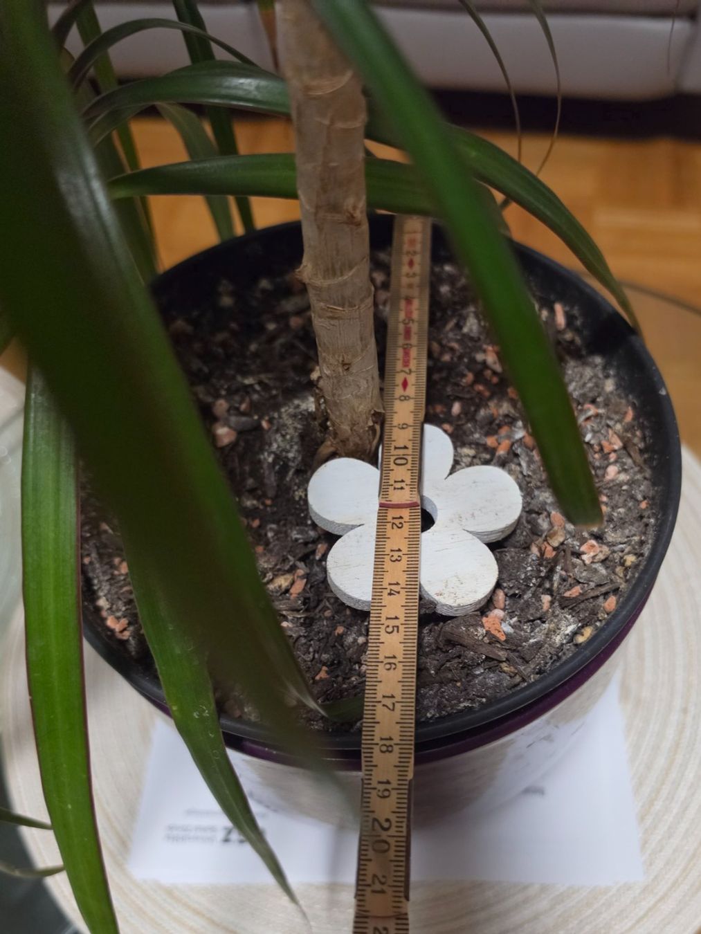 Piante & sementi: Dracaena Marginata Zimmerpflanze / Drachenbaum – Usato da Liestal venduto da Shelby787 1