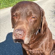 Profile image of Flegu
