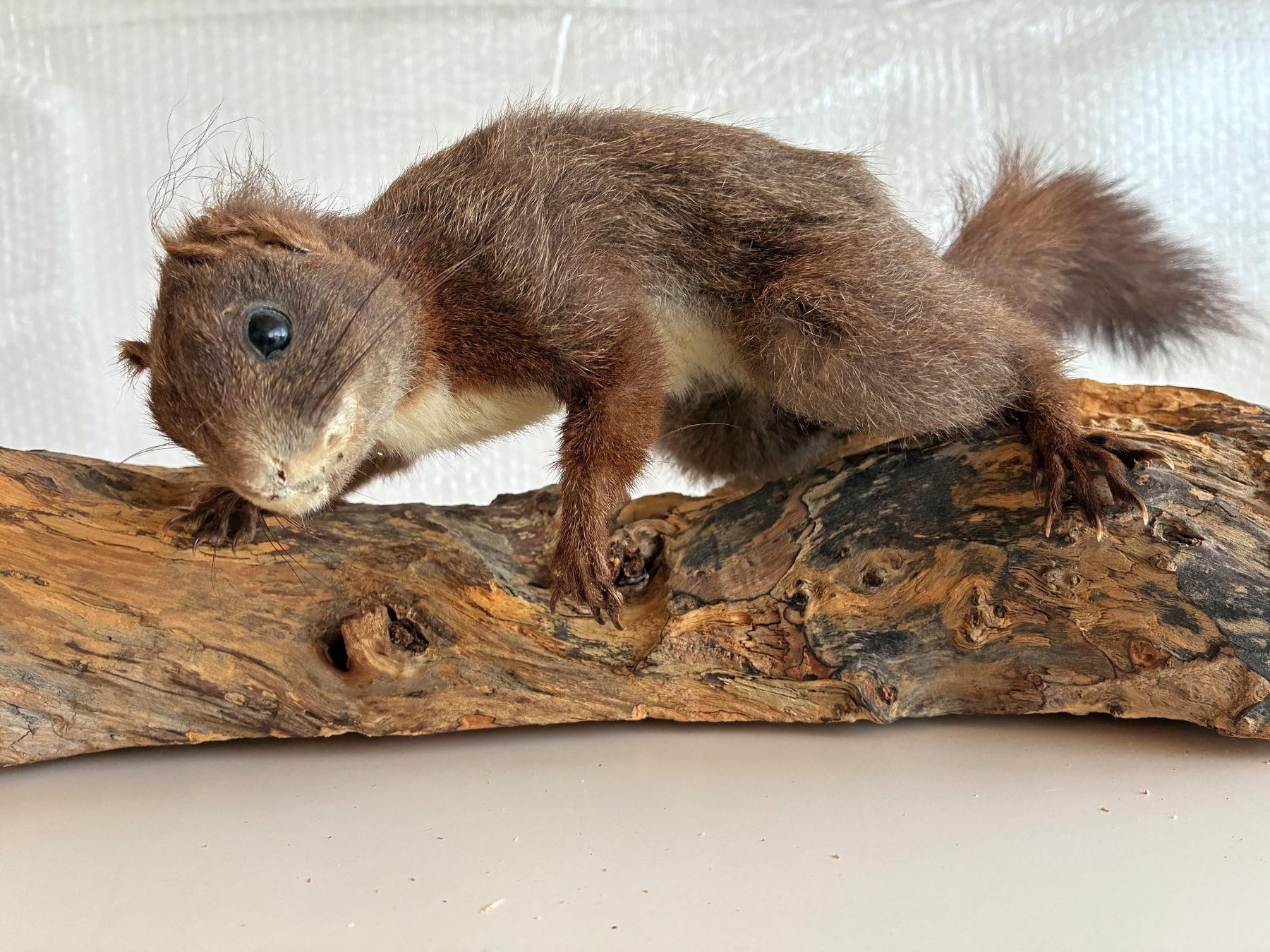 Il mondo degli animali: Eichhörnchen auf Holz – Usato da Bäretswil venduto da robsonantik 1