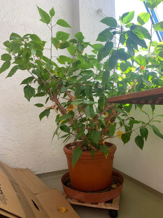 scindapsus exotica variegata Scindapsus Exotica (Mint) Variegated main image 1