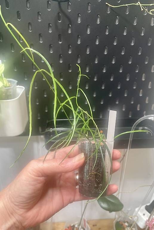 Pflanzen & Samen: Hoya stenophylla – Gebraucht aus Schönholzerswilen von Leavylounge 1