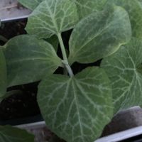 1 Setzling / Kürbis 'Butternut' / Pflanze
