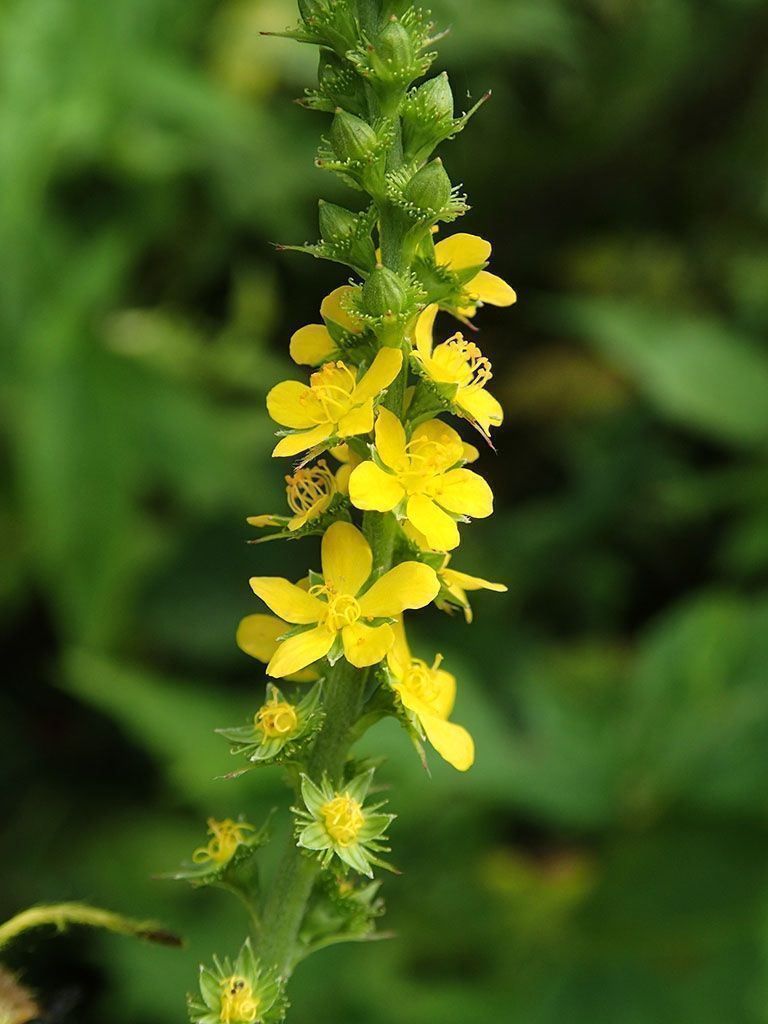 Pflanzen & Samen: 50 Samen Agrimonia Eupatoria – Neu (gemäss Beschreibung) aus Ehrendingen von VerveinaSamen 1