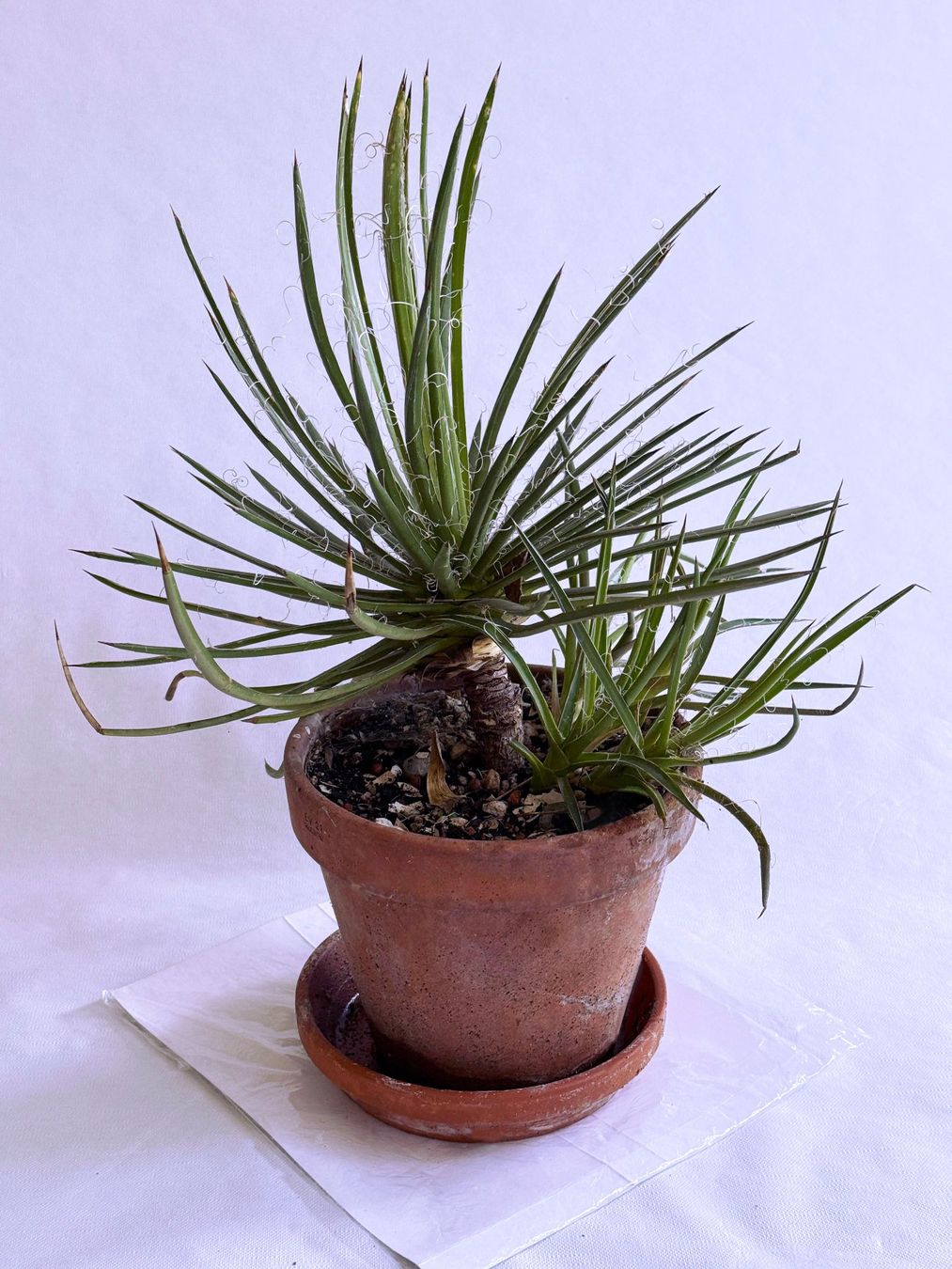 Piante & sementi: Agave parviflora***** – Nuovo (secondo la descrizione) da Dübendorf venduto da Orchid18 1