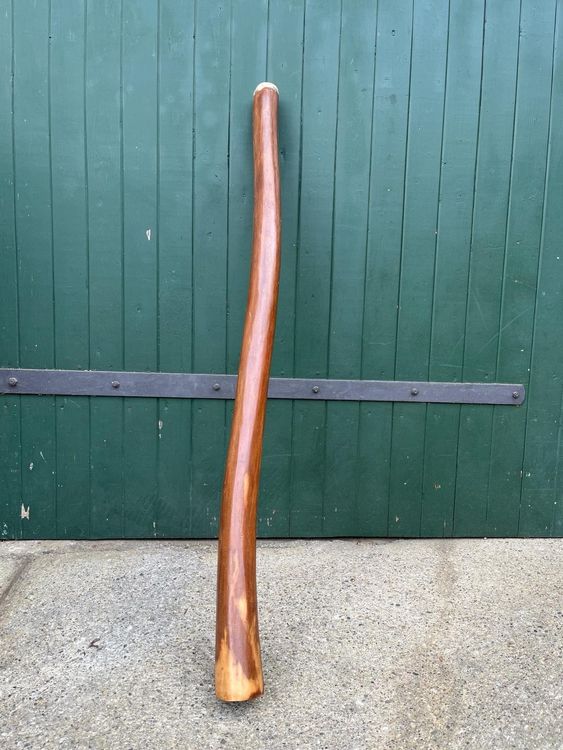 Eukalyptus DIDGERIDOO Kaufen auf Ricardo