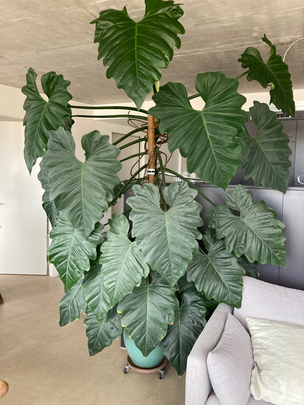 Pflanzen & Samen: Philodendron Setzling B – Neu (gemäss Beschreibung) aus Zürich von leGrenat 1