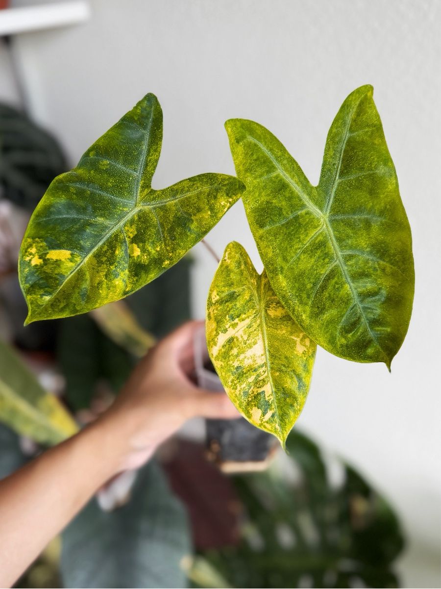 Pflanzen & Samen: Alocasia Pink Dragon Aurea – Neu (gemäss Beschreibung) aus Bern von Lucas_Ma 1