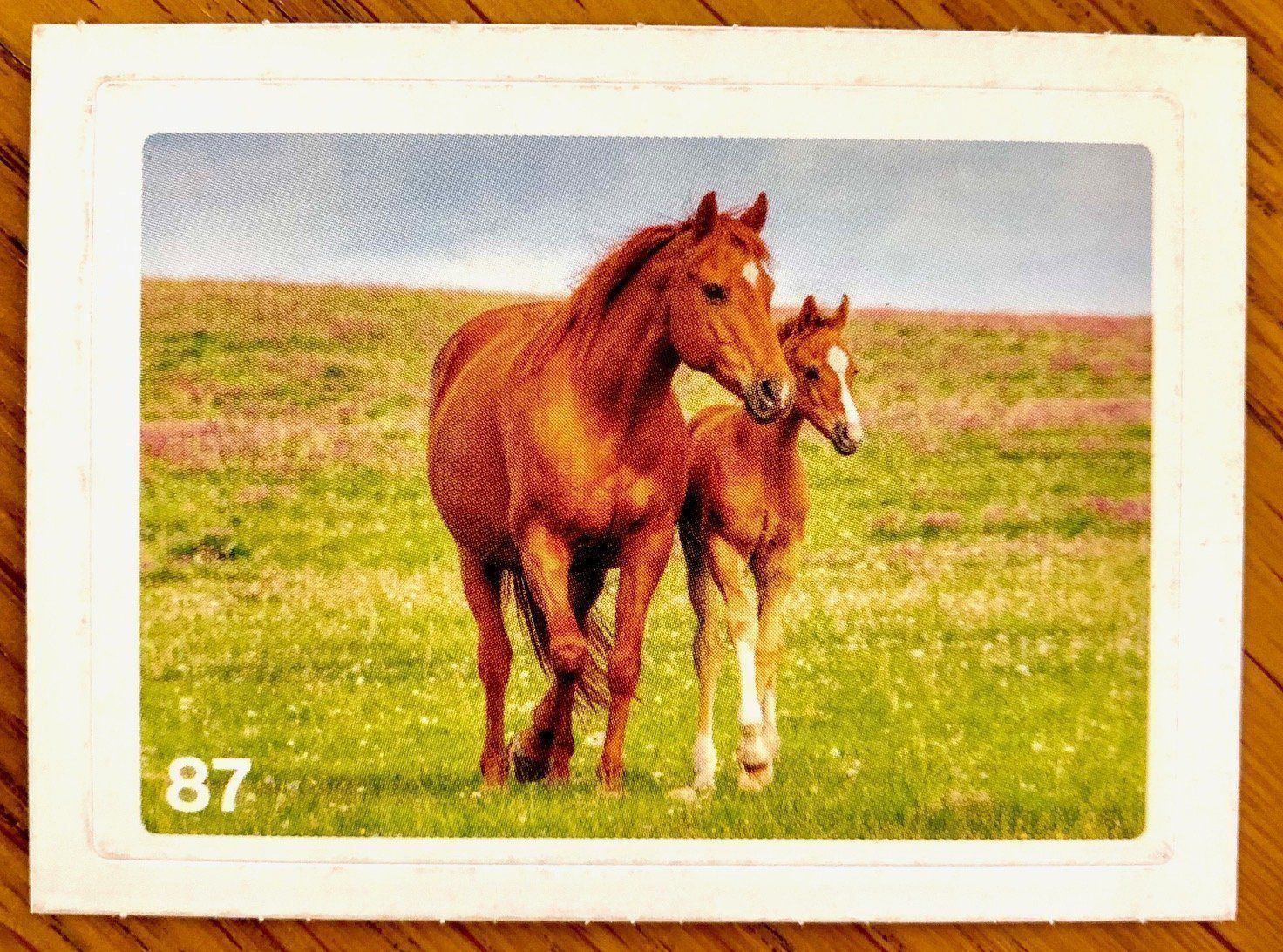 Migros Carte collezionabili: Migros Nature Detectives - Bild Nr. 87 – Nuovo (secondo la descrizione) da Oberrieden venduto da Zimmerberg10