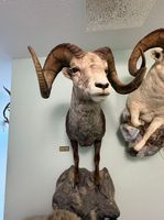 Dighornschaf, Widderkopf mit gewaltigen Hörnern auf Stein