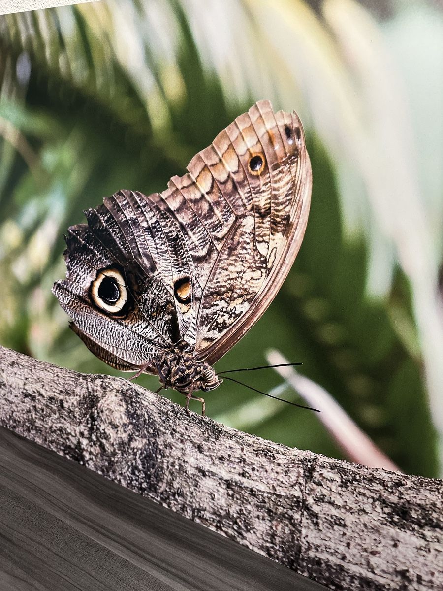 Foto & Immagini: Grossformatiges Schmetterling Bild – Nuovo e nell'imballaggio originale da Aarburg venduto da Tonija 1