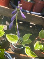 KLEINE HOSTA PLANTAGINEA - FUNKIE - LILA/VIOLETT