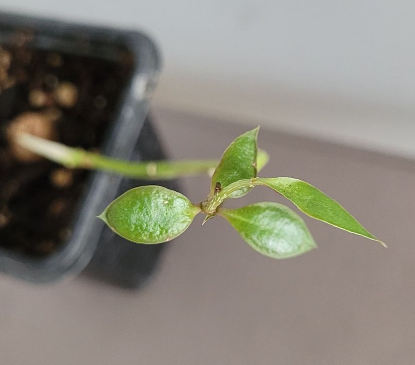 Monadenium montanum var. rubellum Caudexpflanze Kaufen auf Ricardo