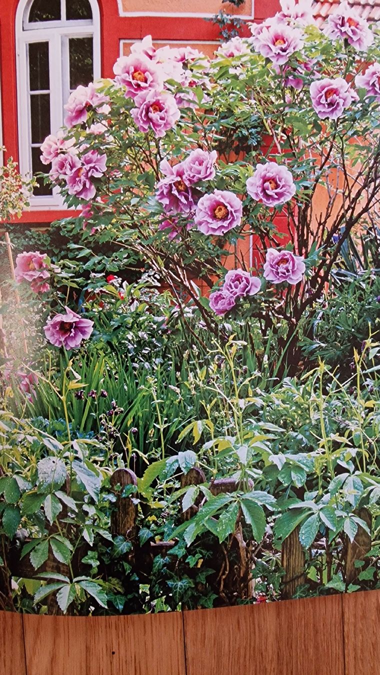 Bücher: Gartenbuch "Gärten und Grüne Oasen" – Gebraucht aus Zürich von Gabced 7